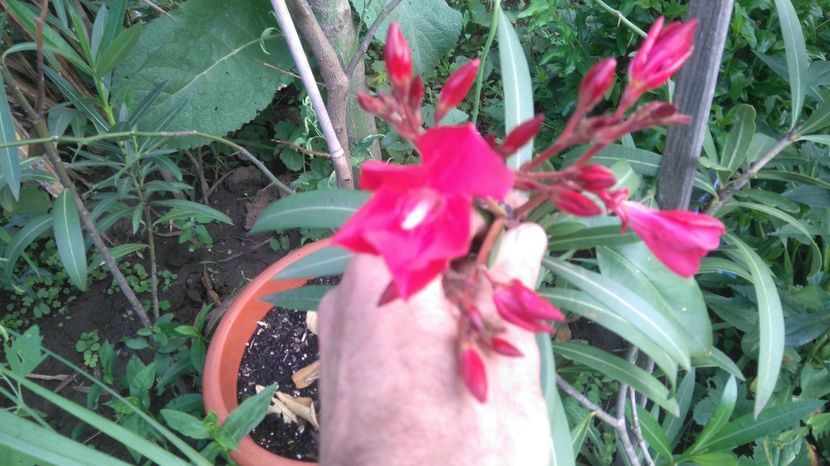 Italia - Flori apartament