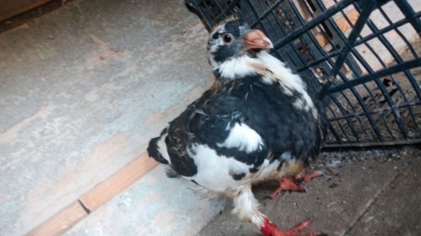 primu meu pui 2017 - MATCA 2017