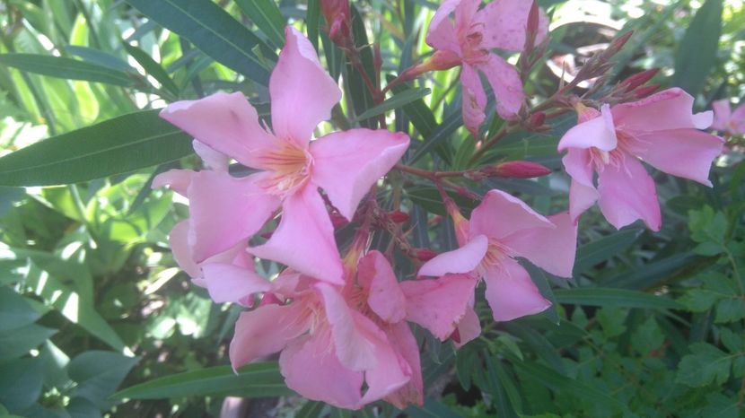 Tito Poggi - Flori apartament