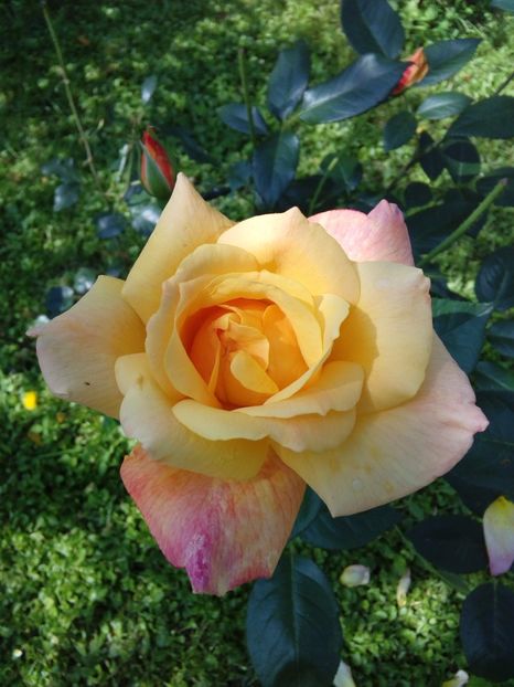  - TRANDAFIRI 2017_2018