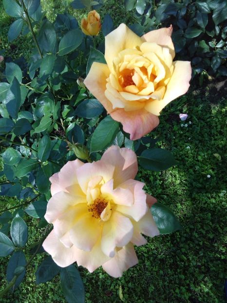  - TRANDAFIRI 2017_2018