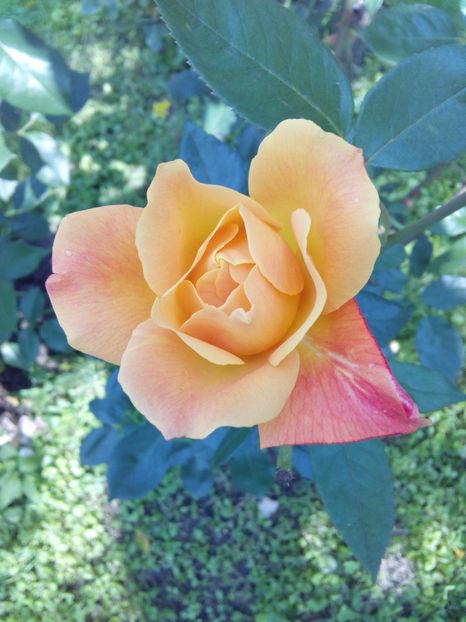  - TRANDAFIRI 2017_2018