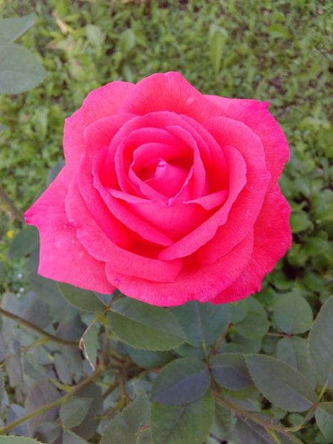  - TRANDAFIRI 2017_2018