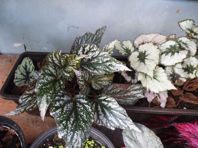 jolly silver - Colectie begonia