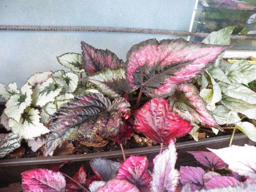  - Colectie begonia