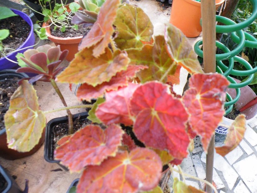 autumn embers - Colectie begonia