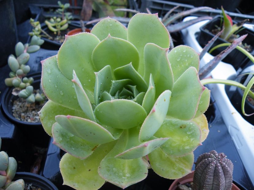 aeonium lemon lime - Colectie suculente