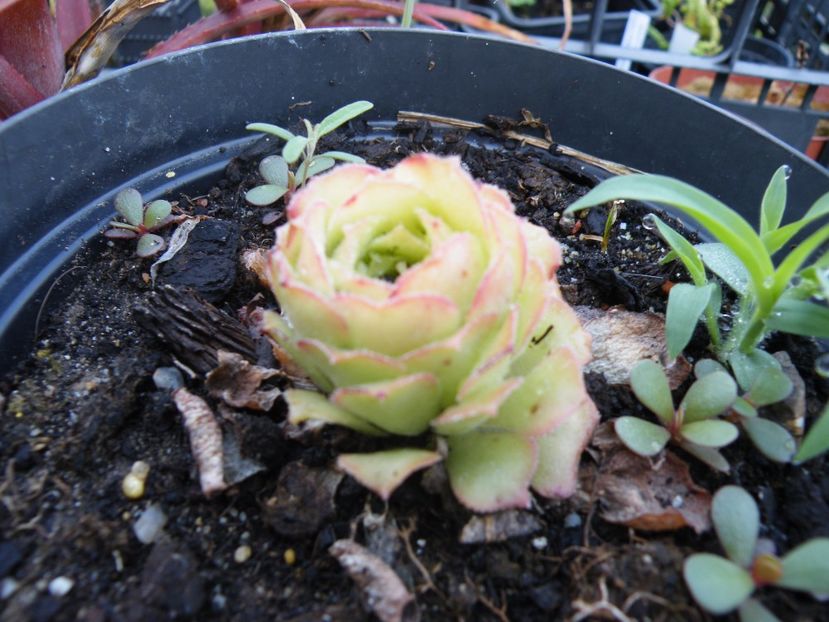 aeonium canariense subplannum - Colectie suculente