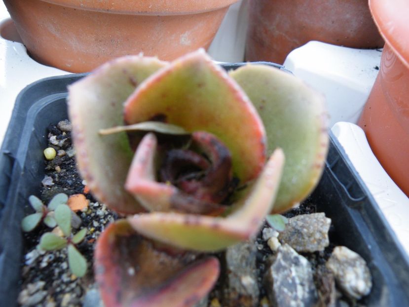 aeonium nobile - Colectie suculente