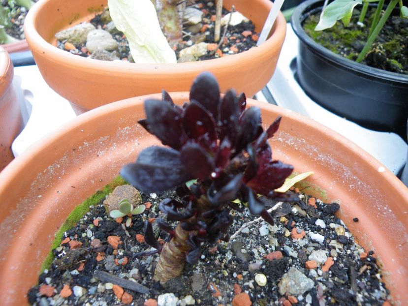 aeonium schwarzkopf - Colectie suculente