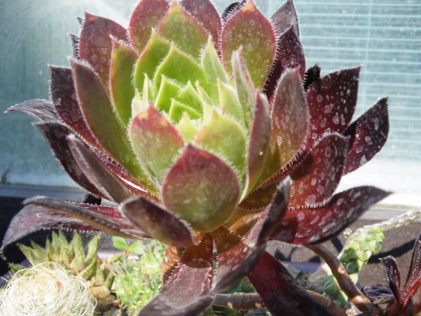 aeonium simsii x schwarzkopf - Colectie suculente