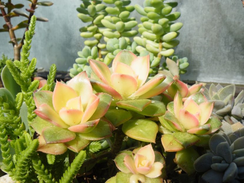 aeonium sunburst - Colectie suculente