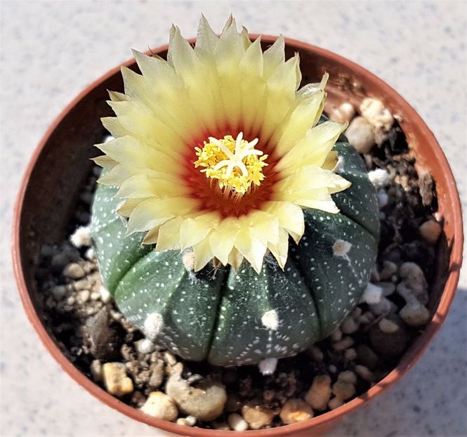 Asterias - Cactusi si suculente