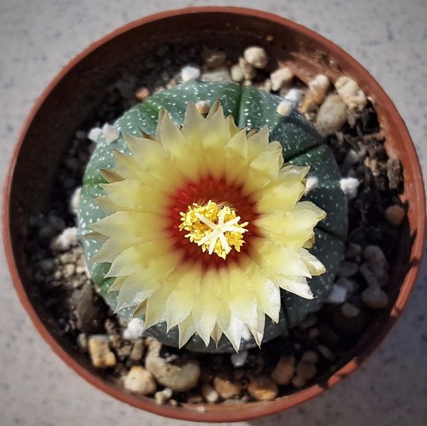  - Cactusi si suculente
