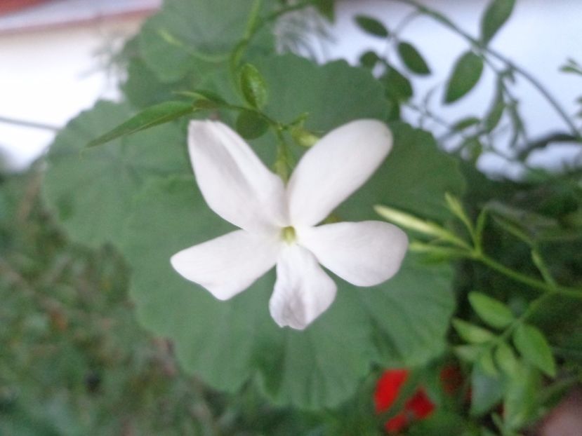 Jasmin officinale - Argumente