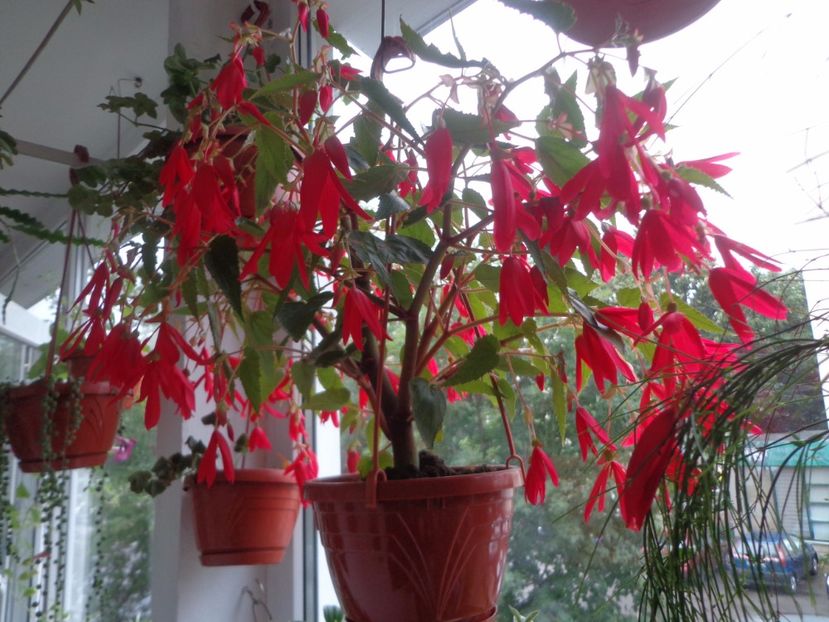 Begonia boliviensis - Argumente