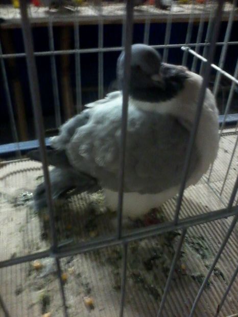 19359249_800431700134103_1123541990_o - Strasseri de vanzare