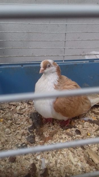 Vinduta - Porumbei care mi-au apartinut