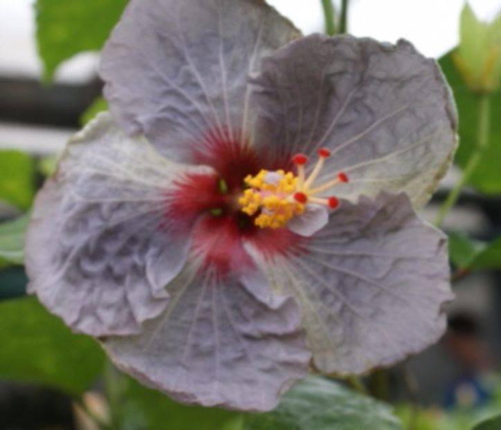 Petra - Hibiscus Petra