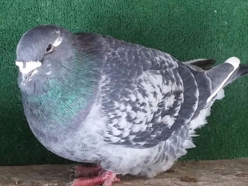  - Porumbei standard vanduti