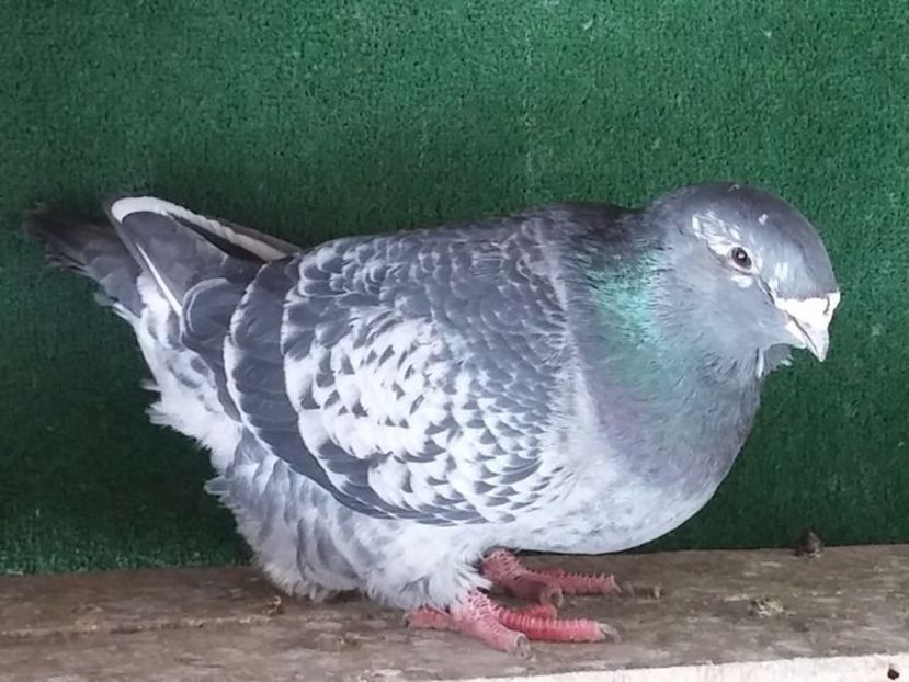 M 2014 - Porumbei standard vanduti