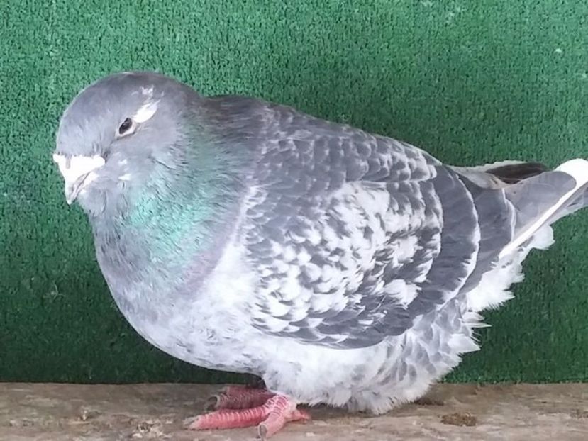  - Porumbei standard vanduti