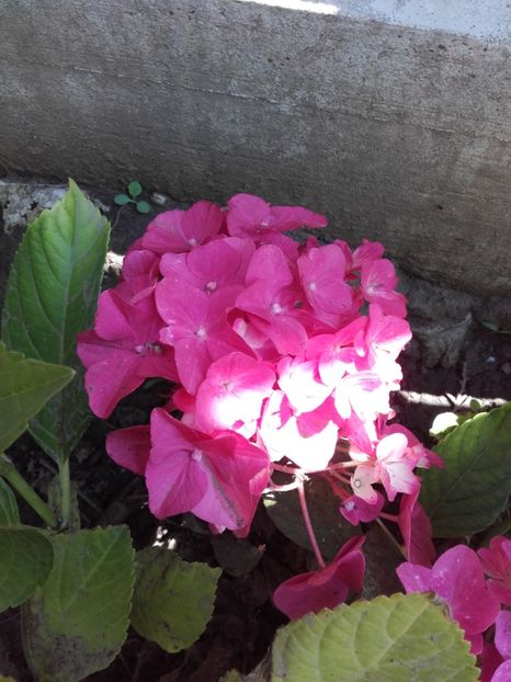  - ALTE FLORI
