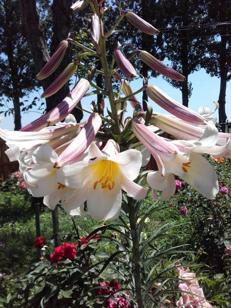  - ALTE FLORI
