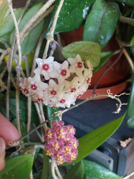  - hoya infloriri