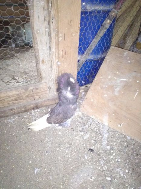 femela 80 ron - de vanzare noiembrie 2017