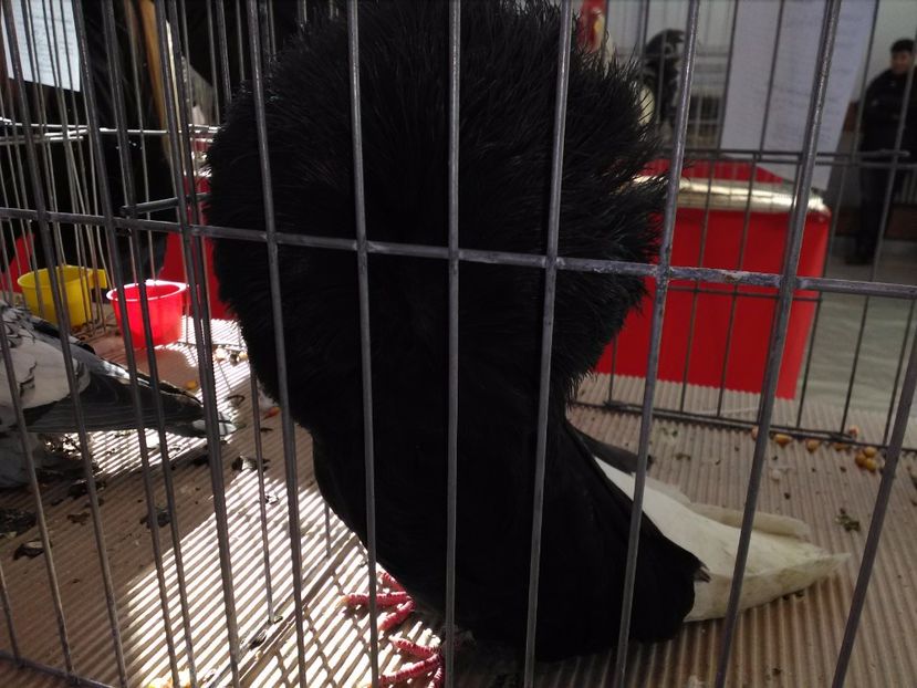 mascul 100 ron - de vanzare noiembrie 2017