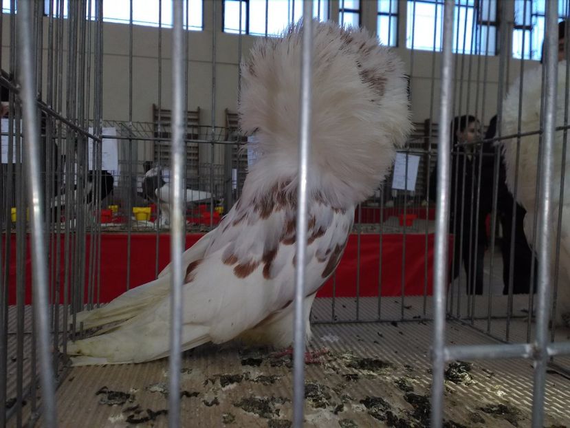  - de vanzare noiembrie 2017