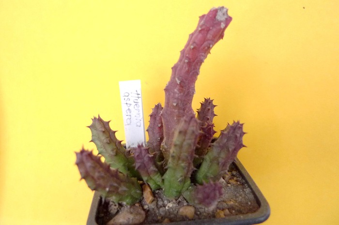 Huernia aspera 15 02 2010