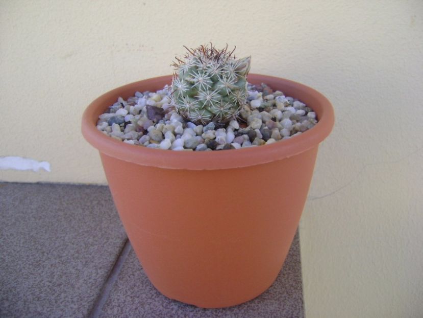 Mammillaria schumannii v. globosa - Cactusi 2017 bis