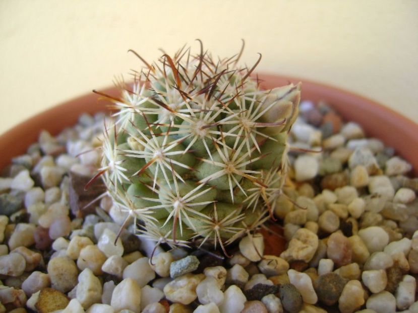 Mammillaria schumannii v. globosa - Cactusi 2017 bis