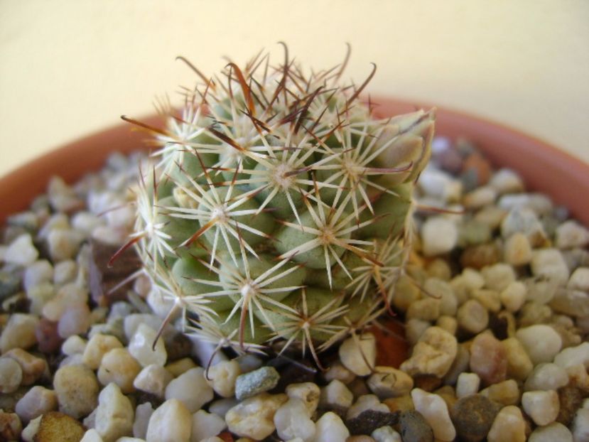 Mammillaria schumannii v. globosa - Cactusi 2017 bis