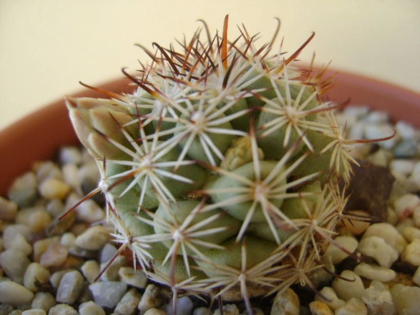 Mammillaria schumannii v. globosa - Cactusi 2017 bis