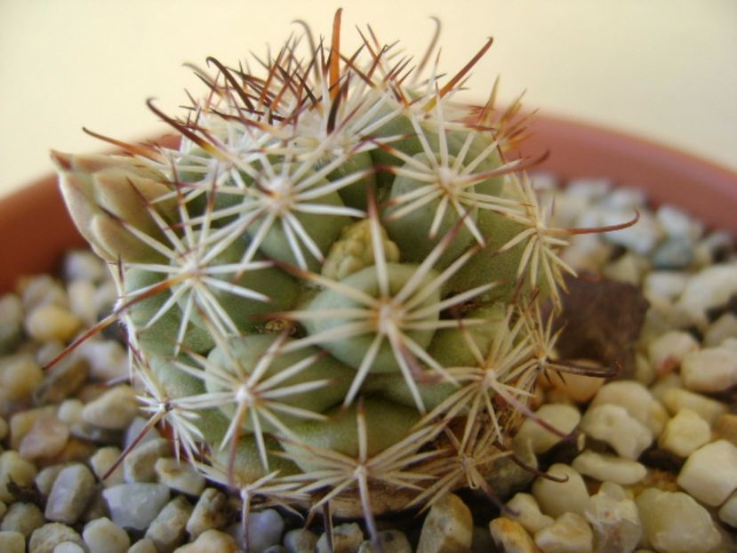 Mammillaria schumannii v. globosa - Cactusi 2017 bis