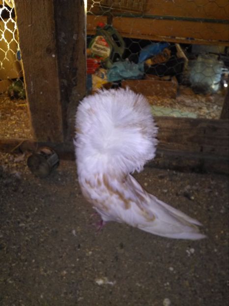  - de vanzare noiembrie 2017