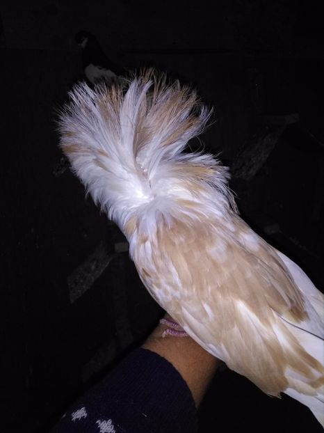  - de vanzare noiembrie 2017