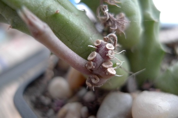 Huernia rubra , tija bace 15 02 2010