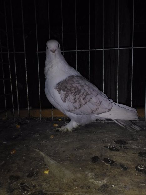  - de vanzare noiembrie 2017