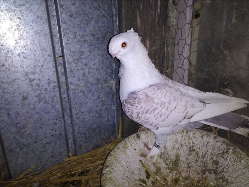  - de vanzare noiembrie 2017