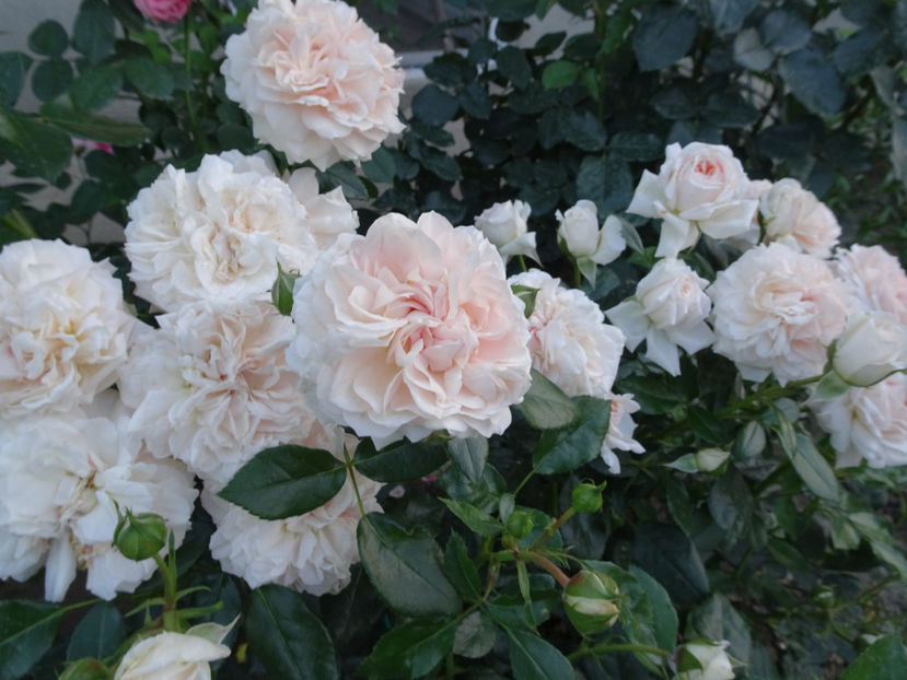  - Garden of Roses