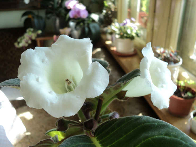 poze 2015 025 - Vara