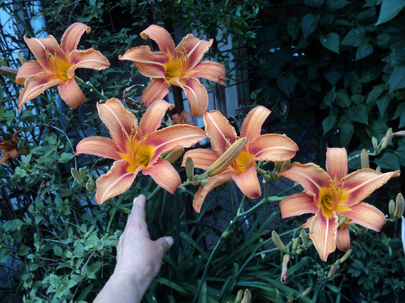 poze 2015 048 - Vara