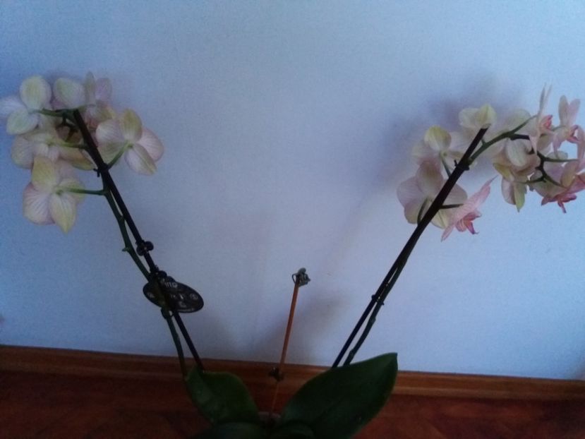  - Florile mele IUNIE 2017