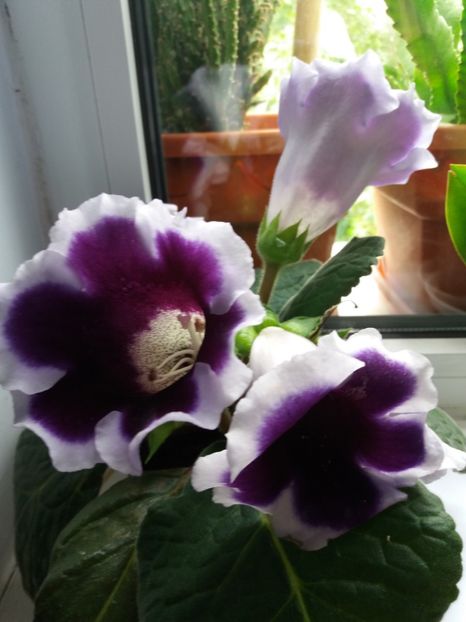  - Florile mele IUNIE 2017