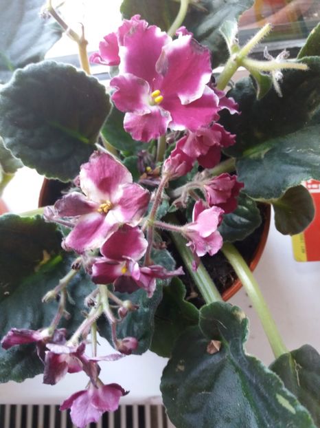  - Florile mele IUNIE 2017