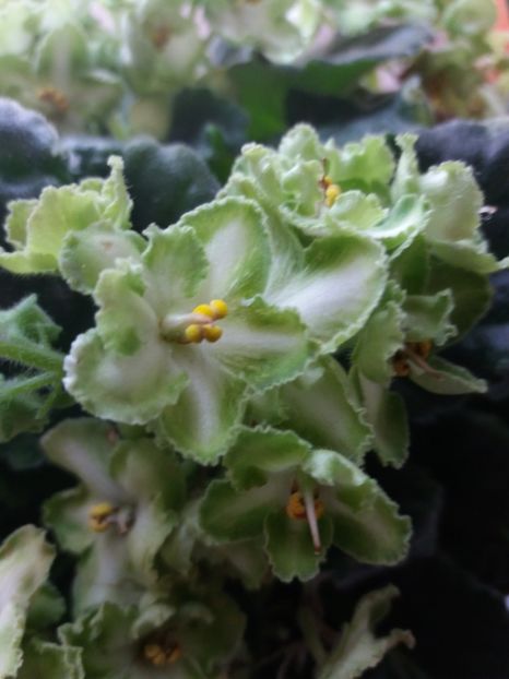  - Florile mele IUNIE 2017